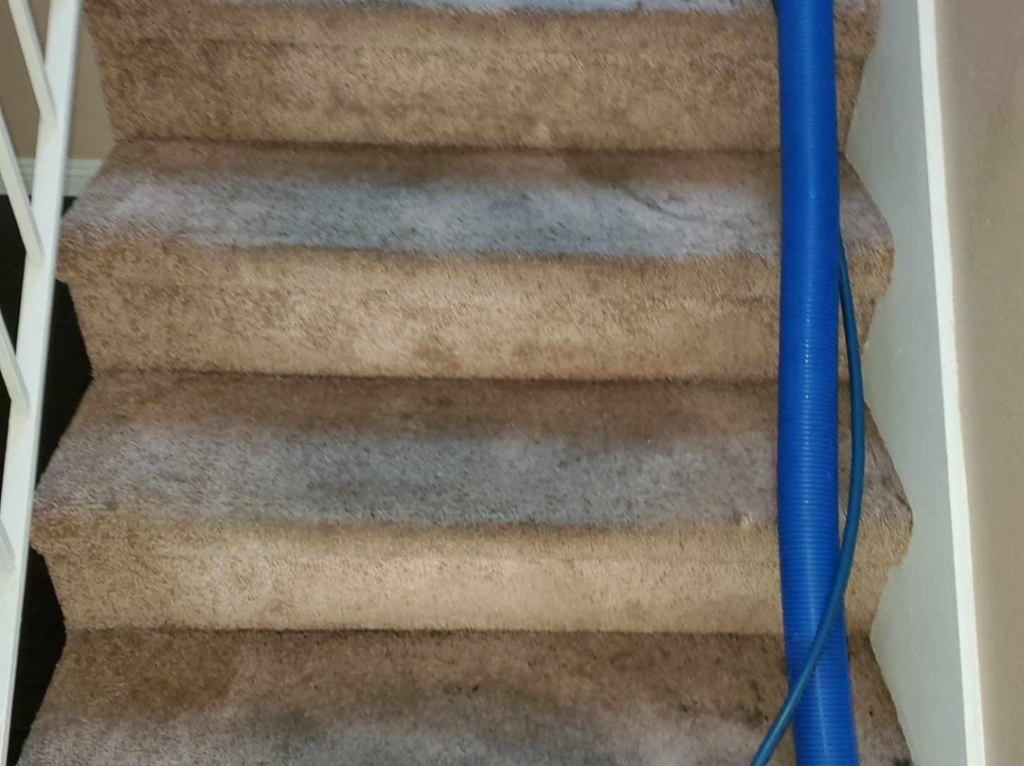 Aggressive Carpet Cleaning